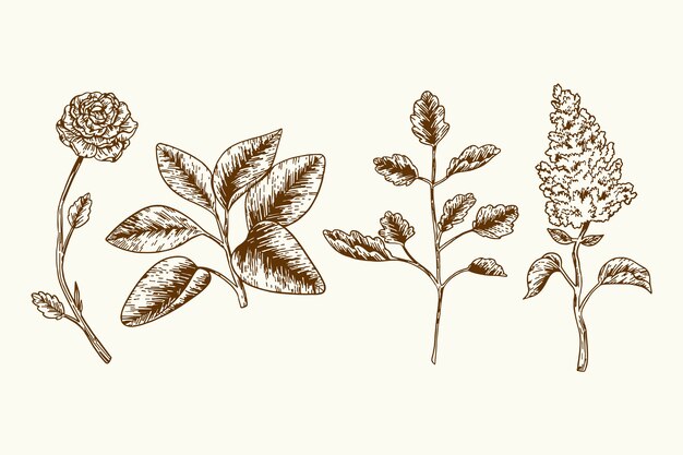 Free vector flowers and herbs in vintage style