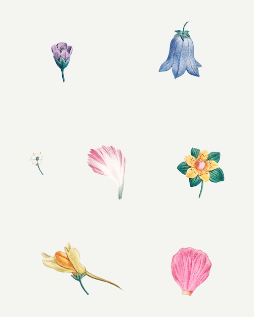 Free vector flowers and petals