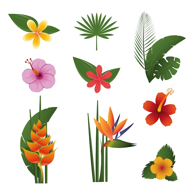 Free vector flowers tropical exotics set