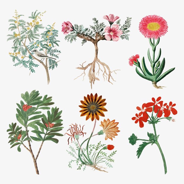 꽃 벡터 빈티지 자연 삽화, Robert Jacob Gordon의 작품에서 리믹스