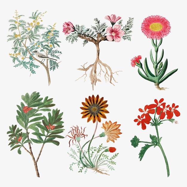 Цветы векторные винтажные иллюстрации природы, ремиксы из произведений Роберта Джейкоба Гордона