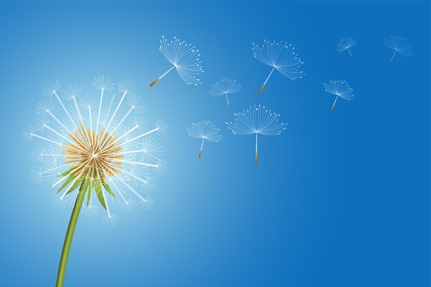飛んでいるタンポポの花の種は、願いの概念の背景を作ります