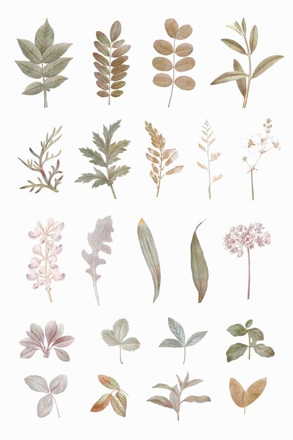 Foliage design elements set