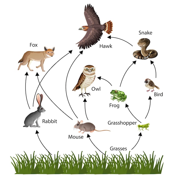 Food chain concept diagram