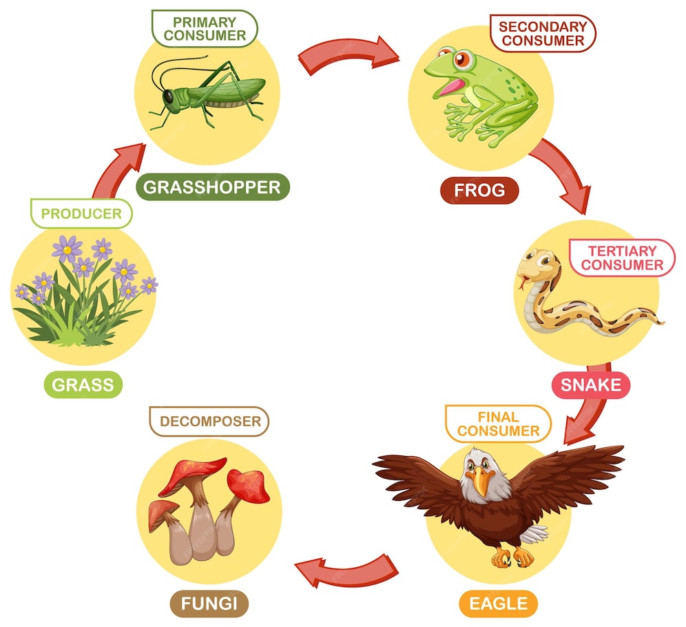 Food Chain Cycle Illustration Biology Diagrams