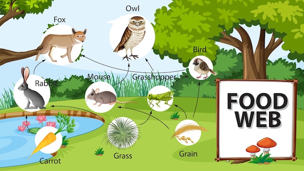 Free vector food chain diagram concept on forest background
