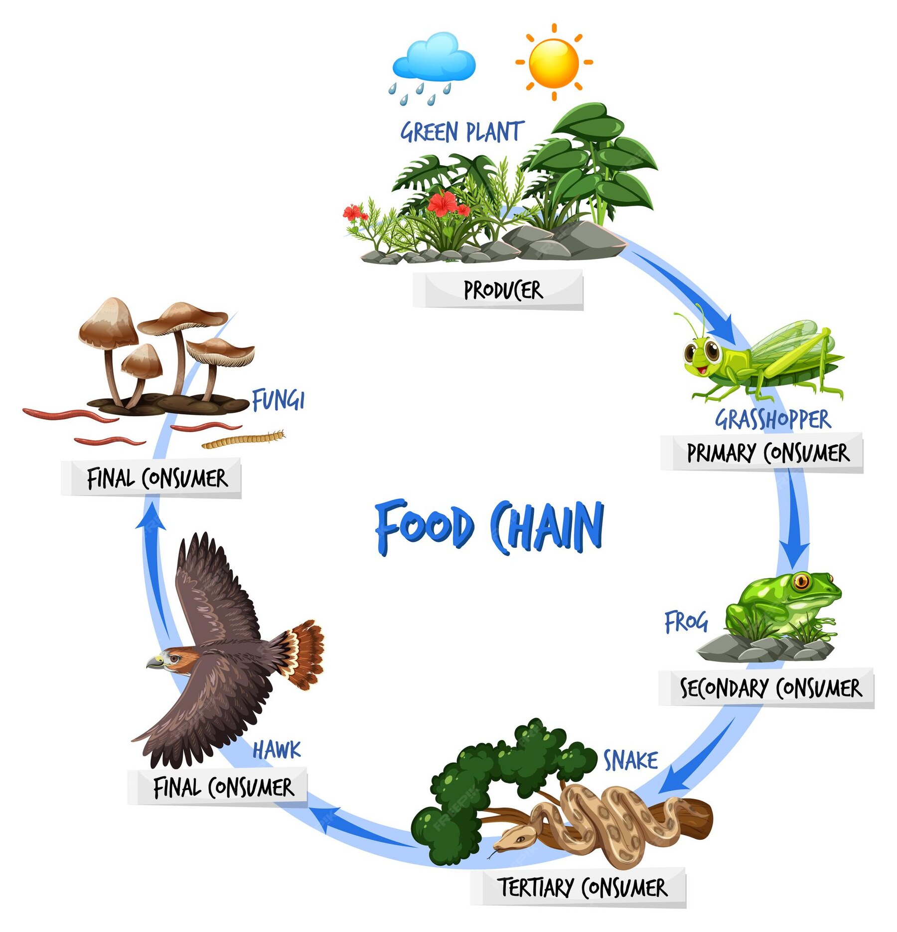 Free Vector | Food chain diagram concept
