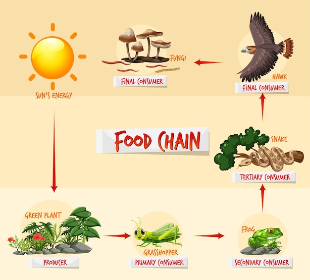 Concetto di diagramma della catena alimentare