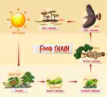 Free vector food chain diagram concept