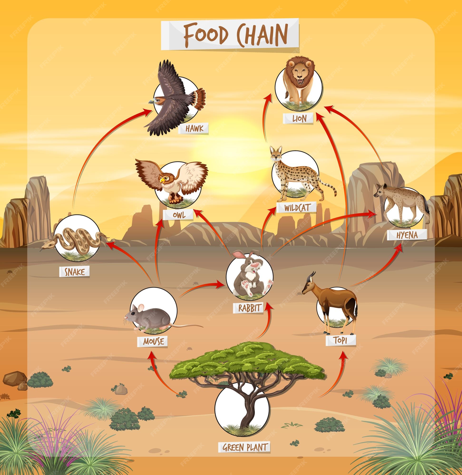 forest food chain