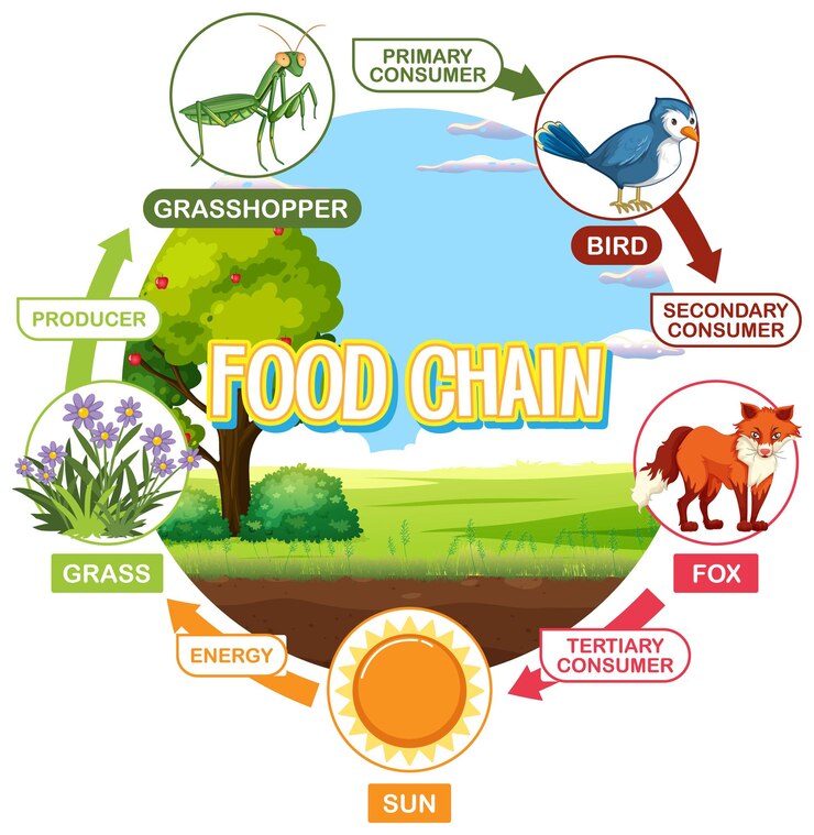 Food Chain Illustration with Animals Biology Diagrams