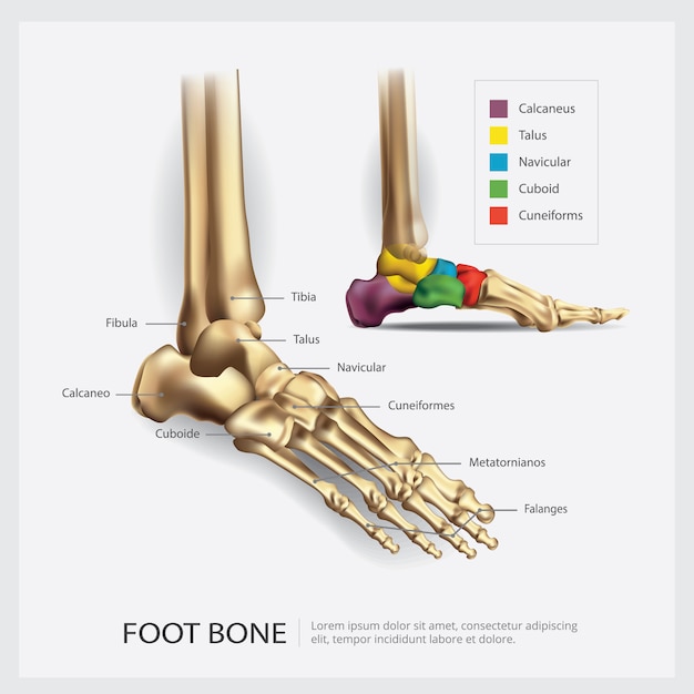 Vettore gratuito illustrazione di anatomia dell'osso di piede