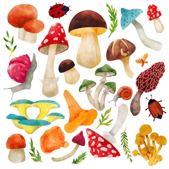 Лесные грибы рисованной векторные акварельные иллюстрации