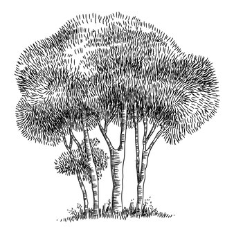 삼림 공원 나무 아이콘입니다. 흰색 배경에 고립 된 웹 디자인을 위한 숲 공원 나무 벡터 아이콘의 개요 손으로 그린