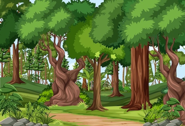 Лесная сцена с пешеходной тропой и множеством деревьев