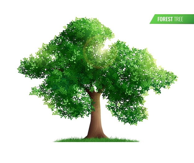 forest tree isolated