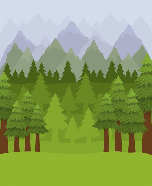 Forest with pine trees 