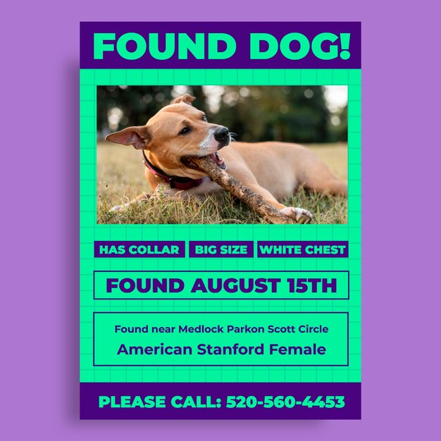 found american stanford female dog