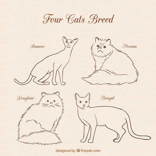 四猫は繁殖します