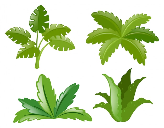 Бесплатное векторное изображение Четыре различных вида растений