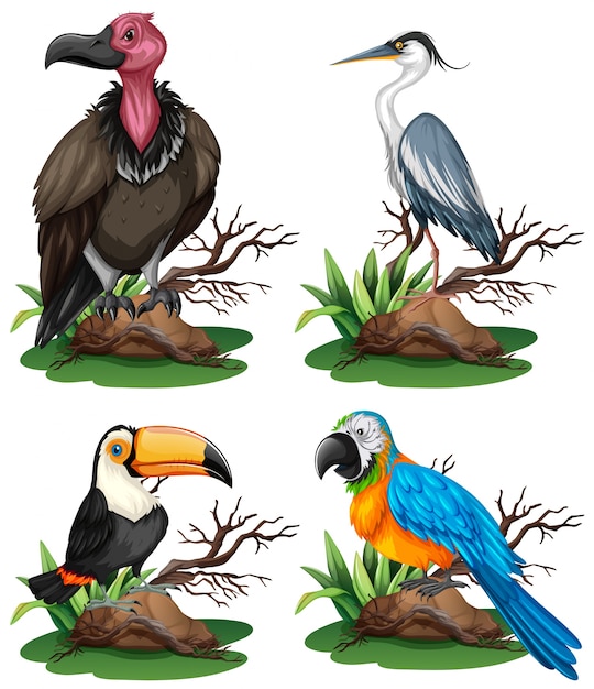 Vettore gratuito quattro diversi tipi di illustrazione di uccelli selvatici