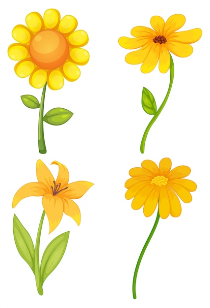 Four different kinds of yellow flowers