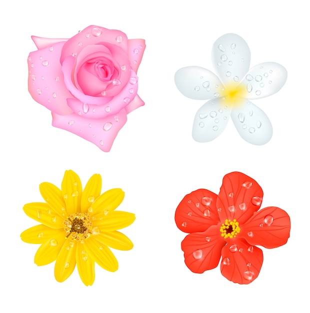 Free vector four flowers with drops set