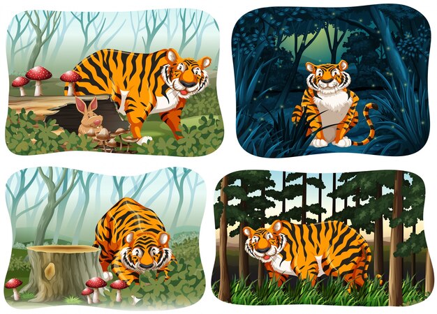 Four scene of tiger living in the forest illustration