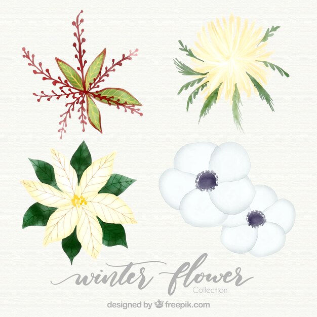 Four watercolour winter flowers