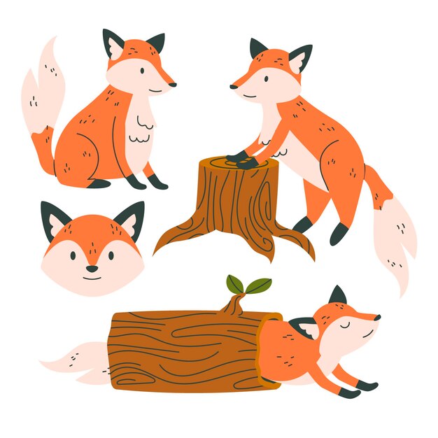 Fox collection drawn