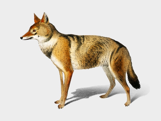 Free vector fox