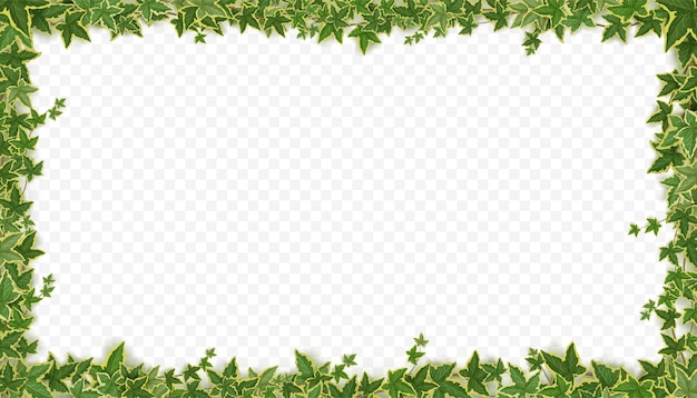 Free vector frame of ivy vines with green leaves