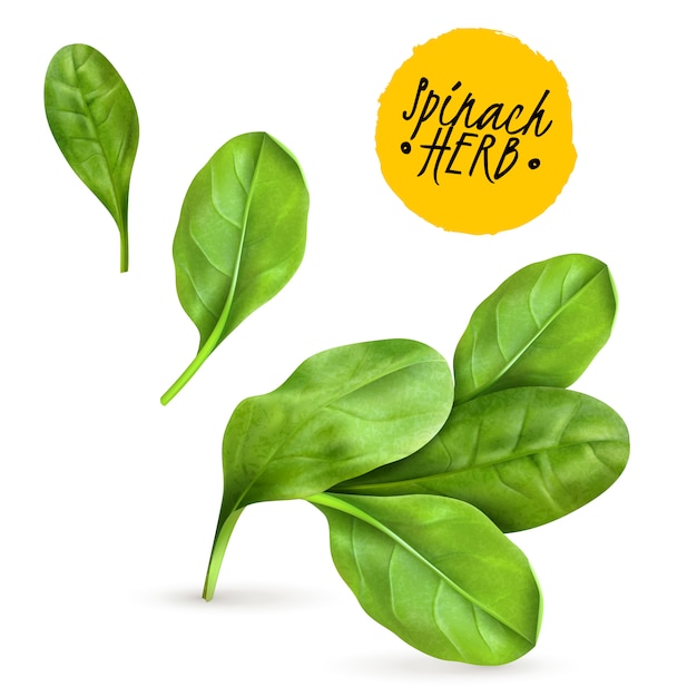 Free vector fresh baby spinach leaves realistic popular vegetable image promoting healthy food cooked and raw herbs