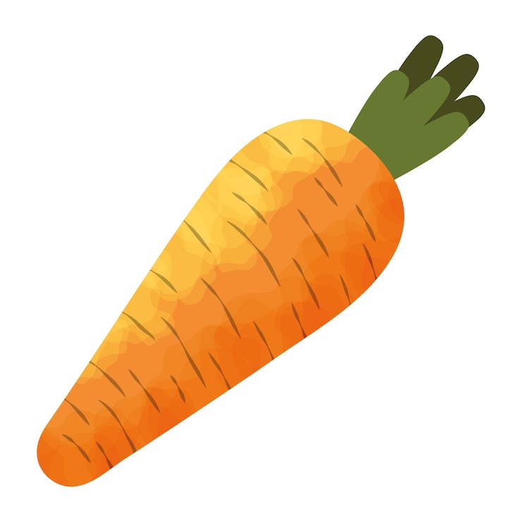無料Vector 新鮮なニンジン野菜