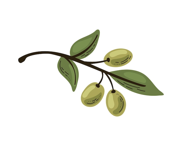 Free vector fresh green olives on branch