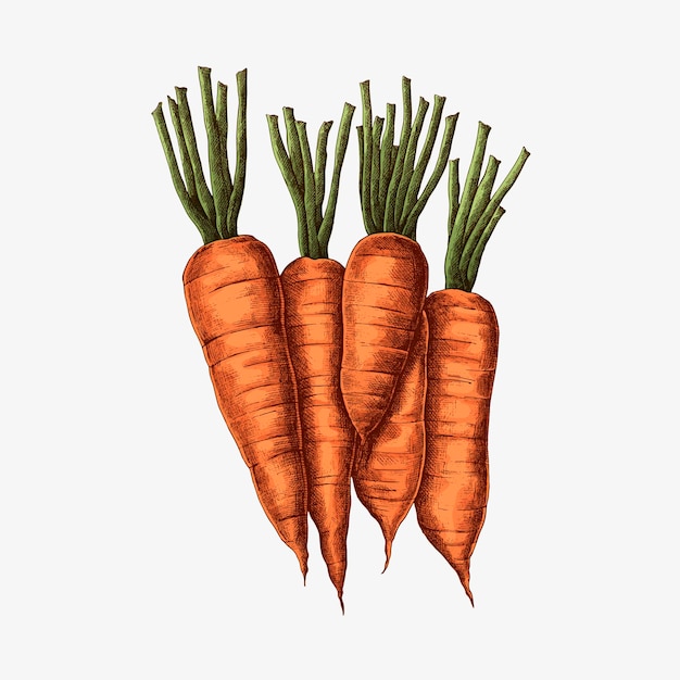 Fresh organic carrots drawing 