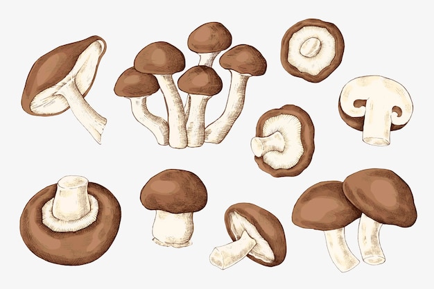 Коллекция свежих органических грибов