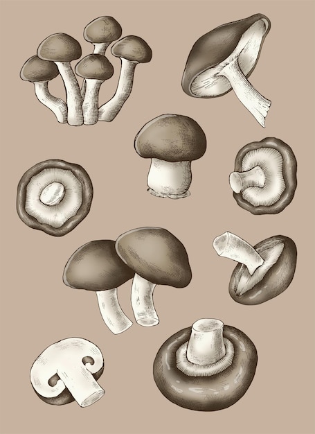 신선한 유기농 버섯 컬렉션