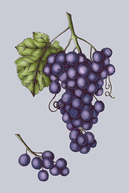 Fresh organic purple grapes vector