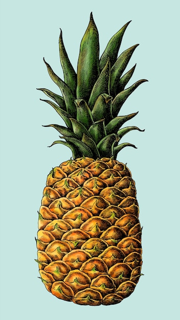 Fresh prickly pineapple drawing