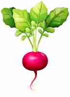 Free vector fresh red radish with leaves