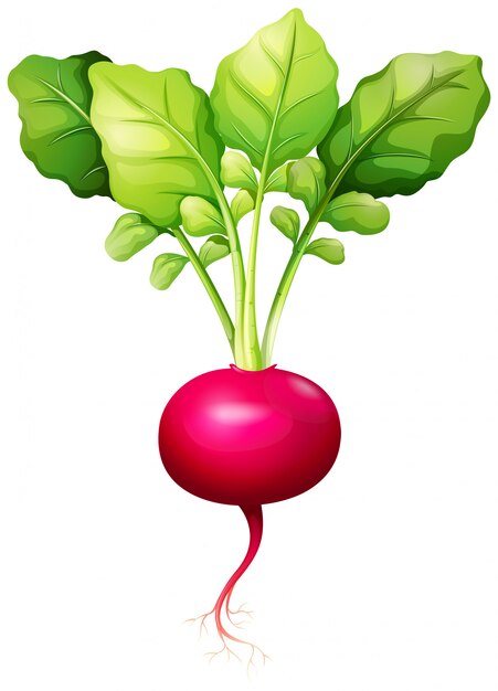 Fresh red radish with leaves