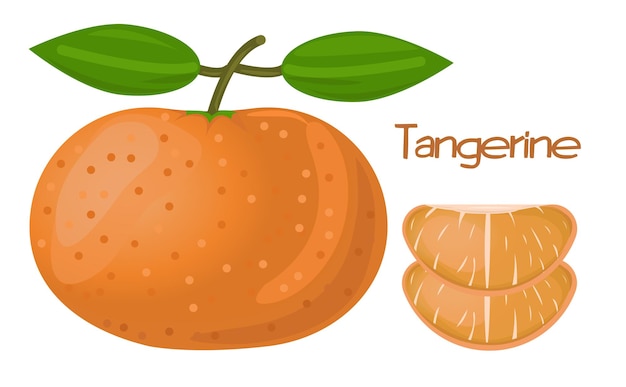 Fresh tangerine or mandarin orange fruit with two pieces of mandarin vector illustration tangerine