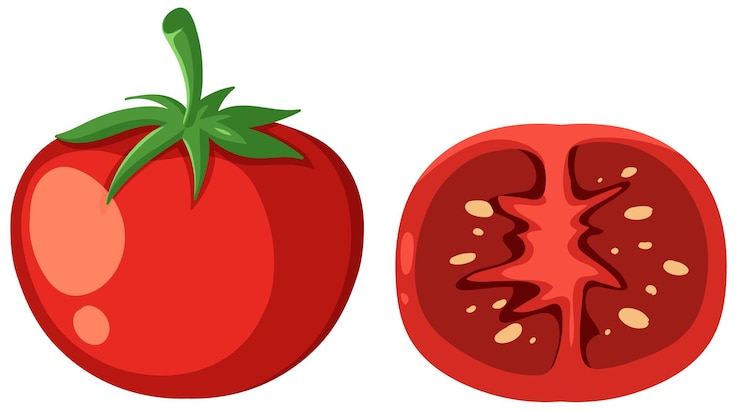 Free Vector fresh tomato and sliced half illustration