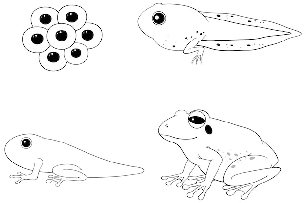 Frog life cycle diagram doodle