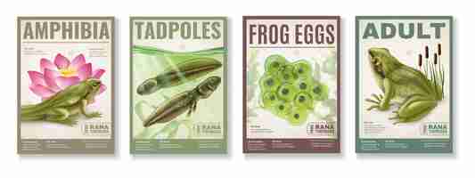 Free vector frog life cycle from fertilized eggs jelly  tadpoles to adult amphibia 4 realistic posters set