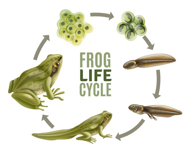 Frog life cycle stages realistic set with adult animal fertilized eggs jelly mass tadpole froglet 