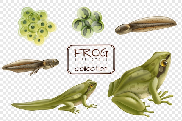 무료 벡터 성인 동물 수정 계란 올챙이 froglet 투명 개구리 라이프 사이클 단계 현실적인 세트