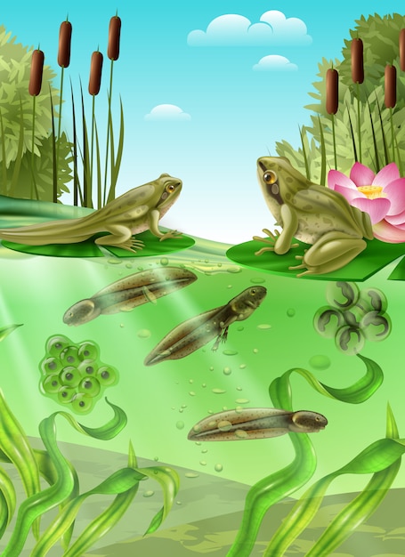 Frog life cycle water stages realistic poster with adult amphibian eggs mass tadpole with legs