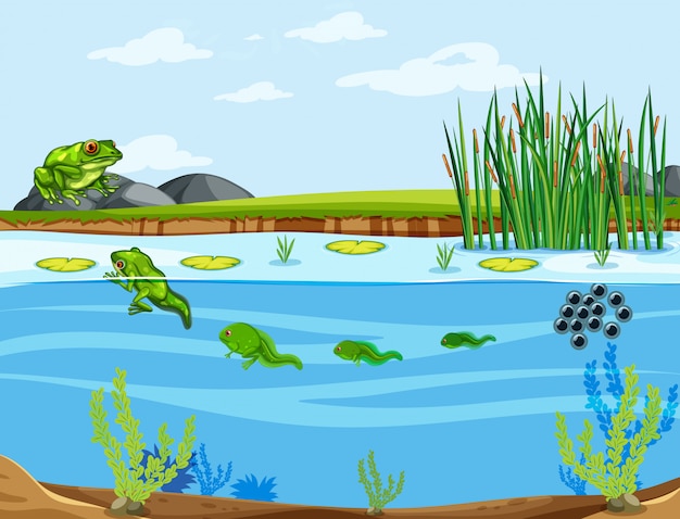 Free vector a frog life cycle